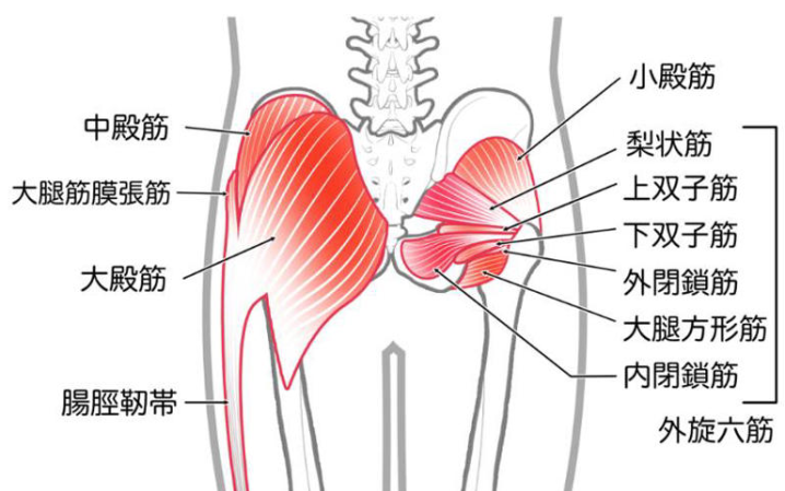 小殿筋