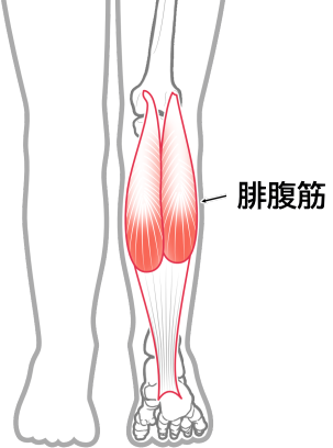 腓腹筋