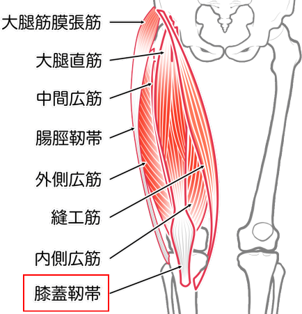 膝蓋靭帯