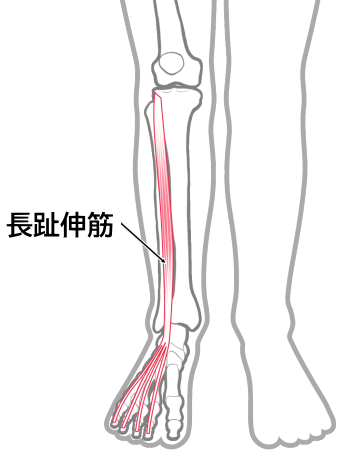 長趾伸筋