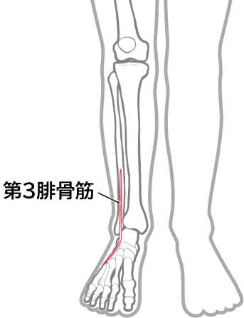 第3腓骨筋