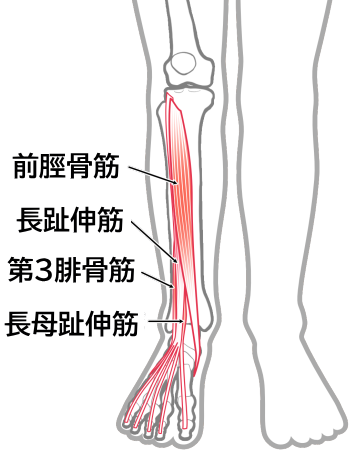 長母趾伸筋