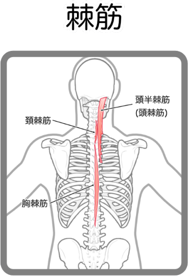 棘筋