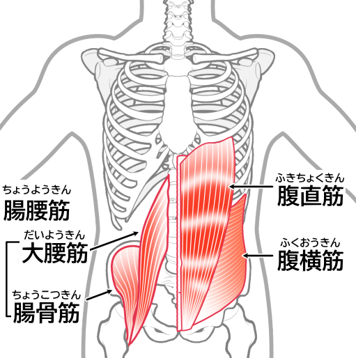 復直筋