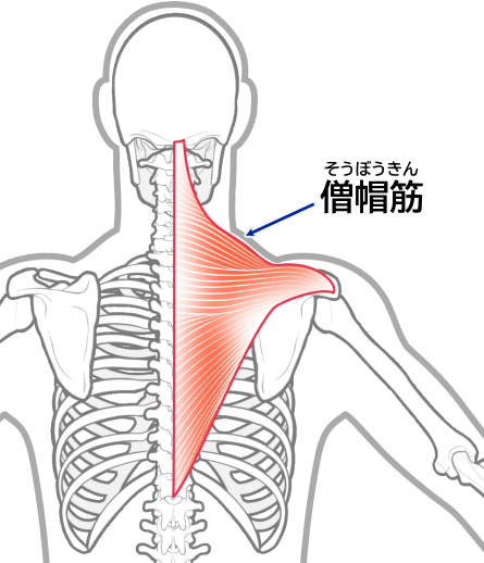 僧帽筋