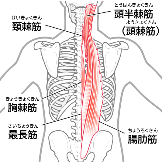 腸肋筋