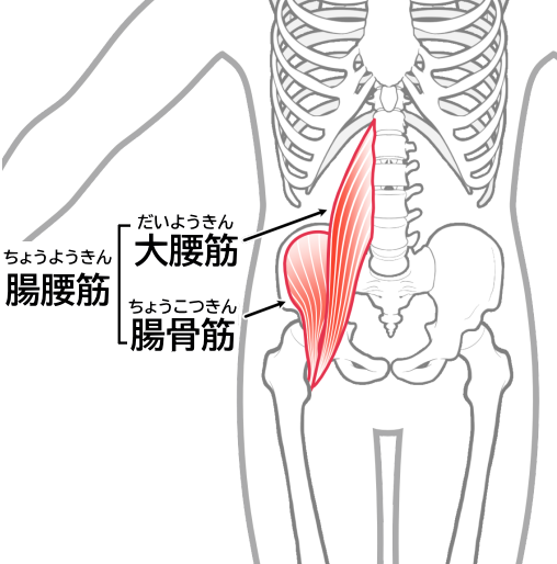 腸腰筋