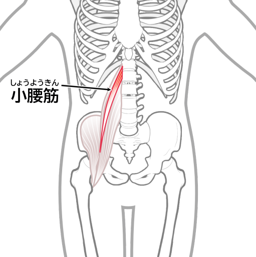 小腰筋