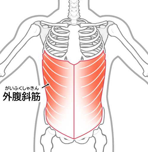 外腹斜筋