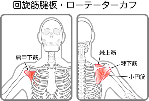 回旋筋腱板・ローテーターカフ