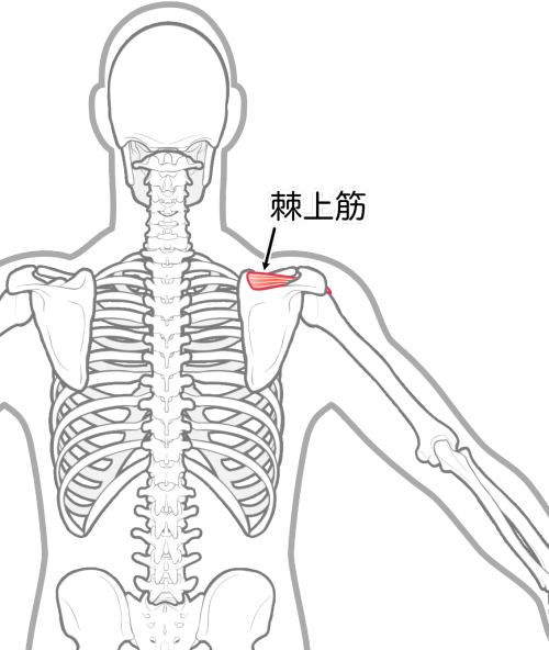 棘上筋