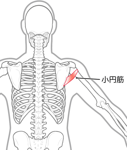 小円筋