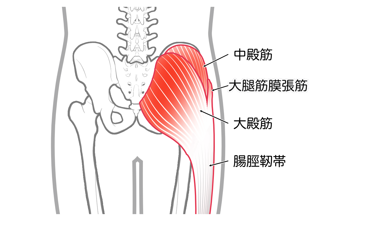 大腿筋膜張筋